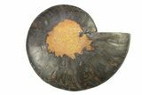 Cut & Polished Ammonite Fossil (Half) - Unusual Black Color #281427-1